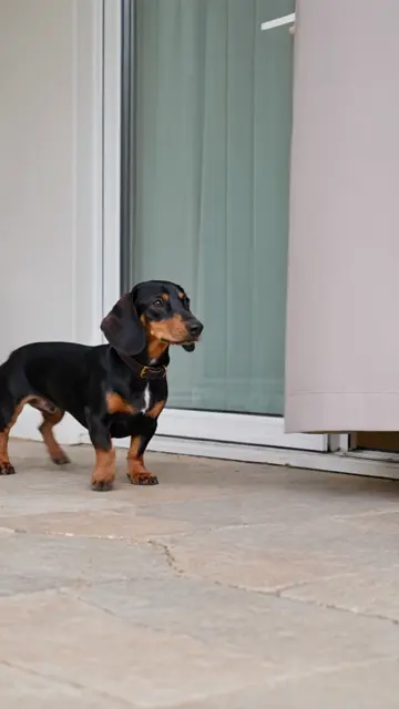 Curtain security is a full-time job.